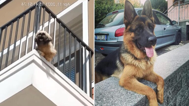 Dog Observing From Balcony Surprisingly Spots The Visage She’s Longed For