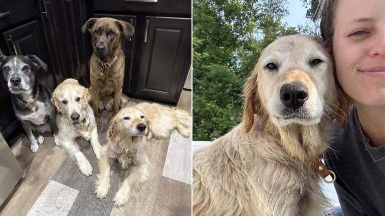 Anxious Rescued Pup Radiates Joy Upon Realizing Her Safety