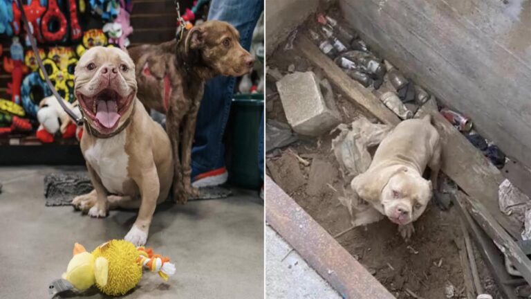 Melancholy Canine Beams Upon Realizing His Rescue