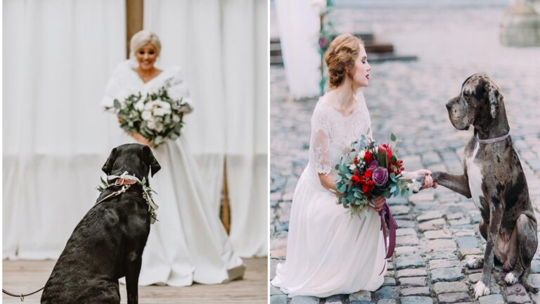 Canine Interrupts Wedding Photoshoot and Becomes a Stunning ‘Bride’