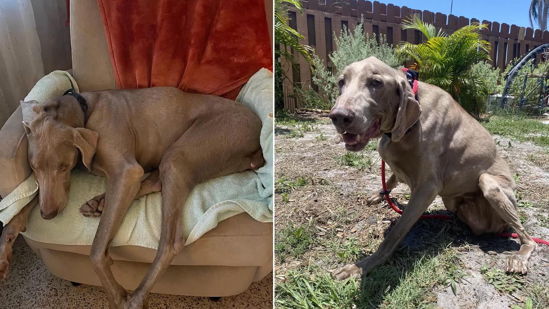 A 20-Year-Old Canine Finds New Joy After Being Abandoned