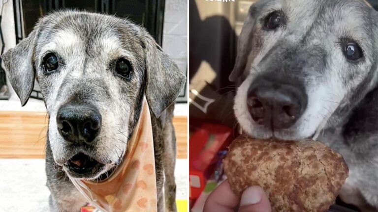 19-Year-Old Labrador Finds Youthful Spirit After Rescue