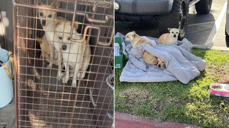 Canine Family Abandoned on Street, Huddle Together for Warmth