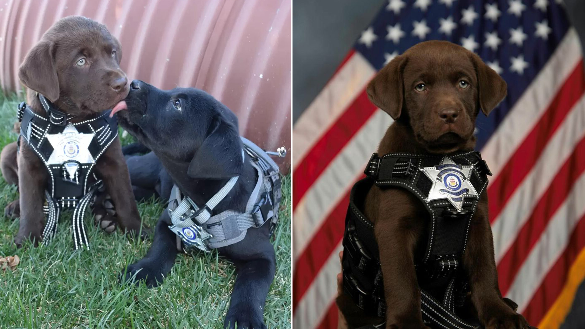 Newest K9 Officer Pup Fights Sleep During Swearing-In Ceremony