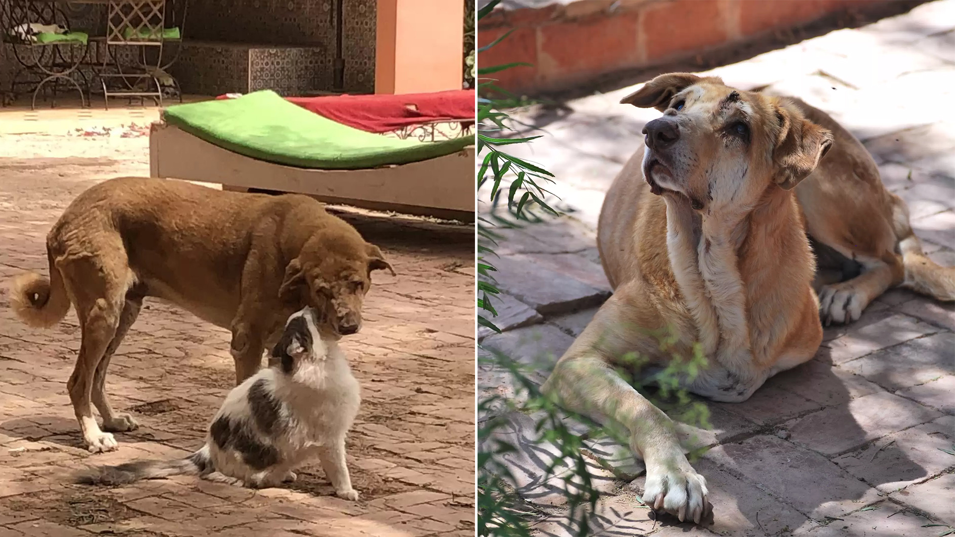 Shelter Staff Discovers Cats Offering Massages to Blind Dog in Need