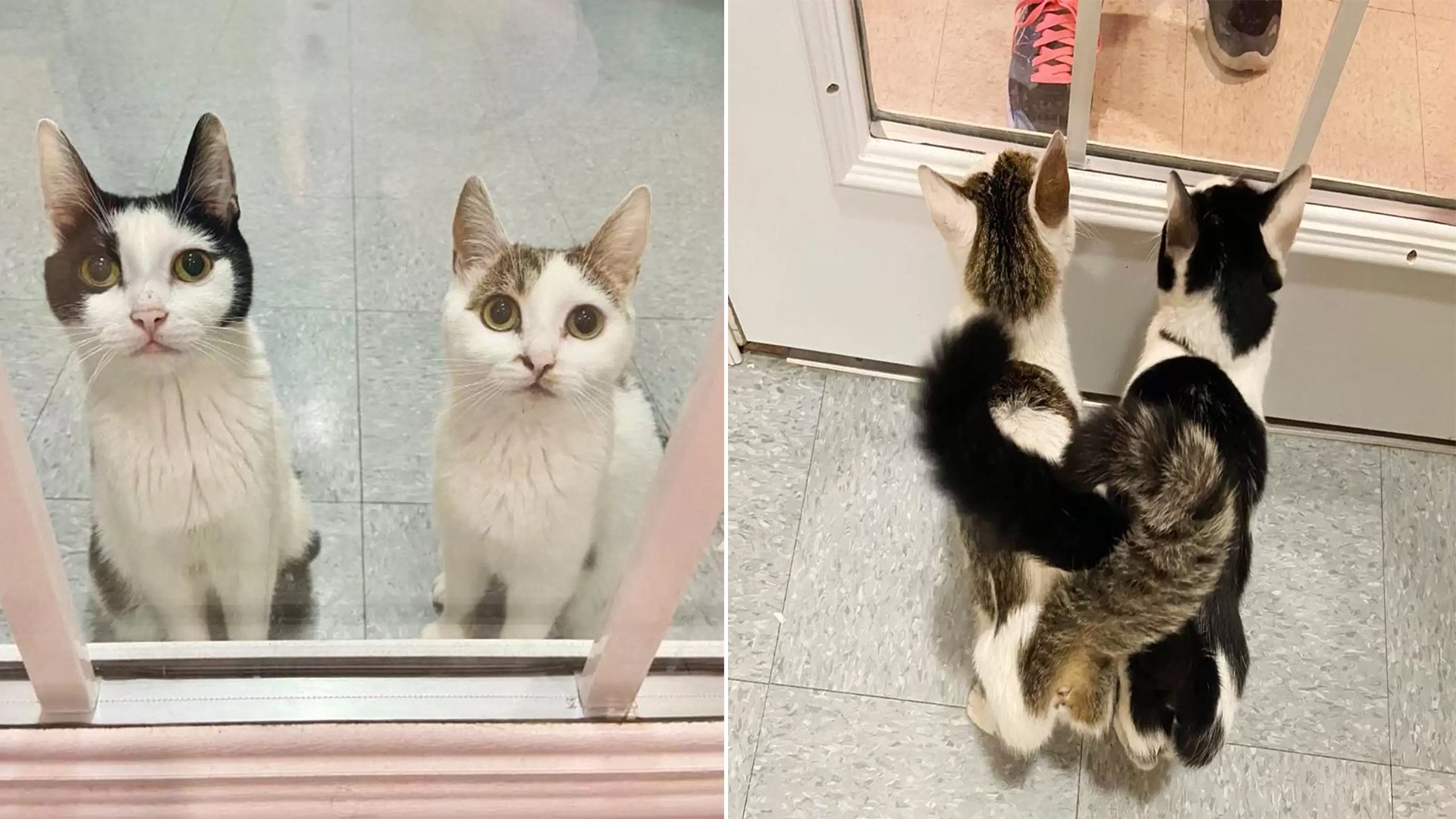 Bonded Cats Hope Daily at Shelter Window, Eager to Be Adopted Together