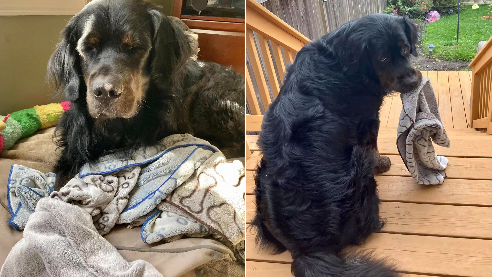 Dog Refuses to Leave Without His Beloved Dollar Store Blanket