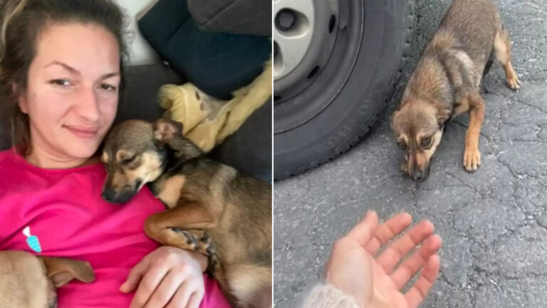 Rescued Dog Abandoned on Roadside Finds Comfort in Woman’s Arms