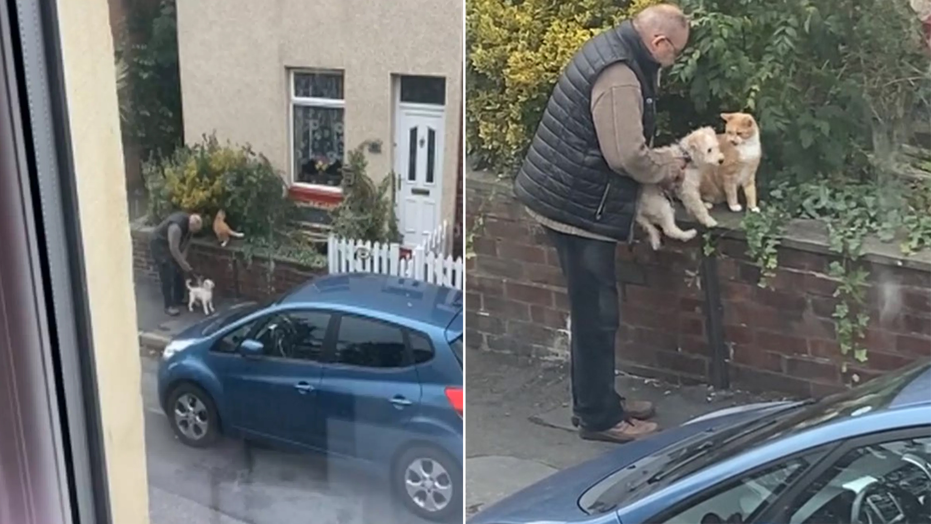 Woman Observes from Her Window as Man Helps His Dog Befriend a Cat