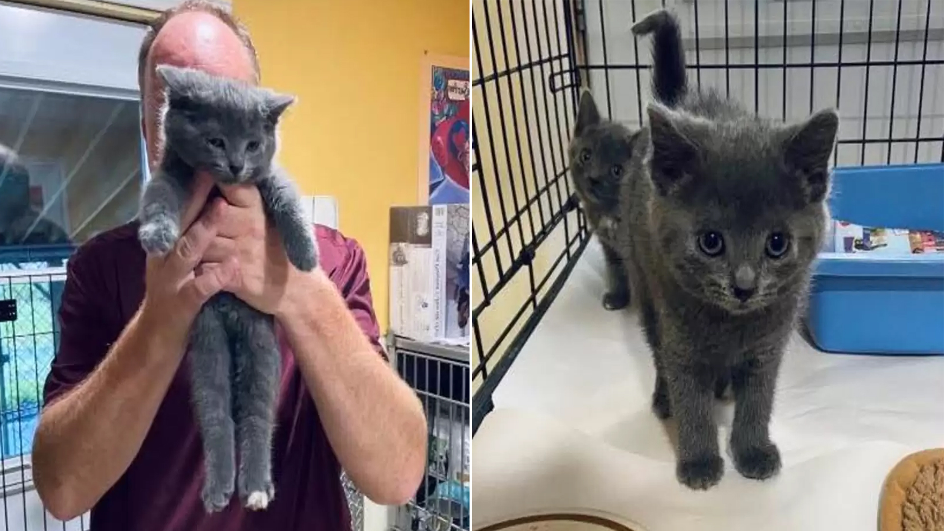 Shelter Worker Adopts Kitten That Persistently Meowed at Him