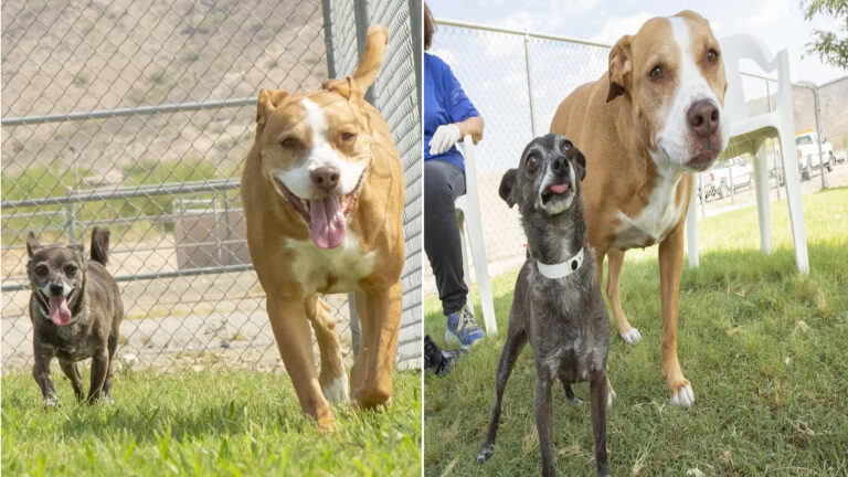 Dog Friends, 128 Days in Shelter, Insist on Joint Adoption