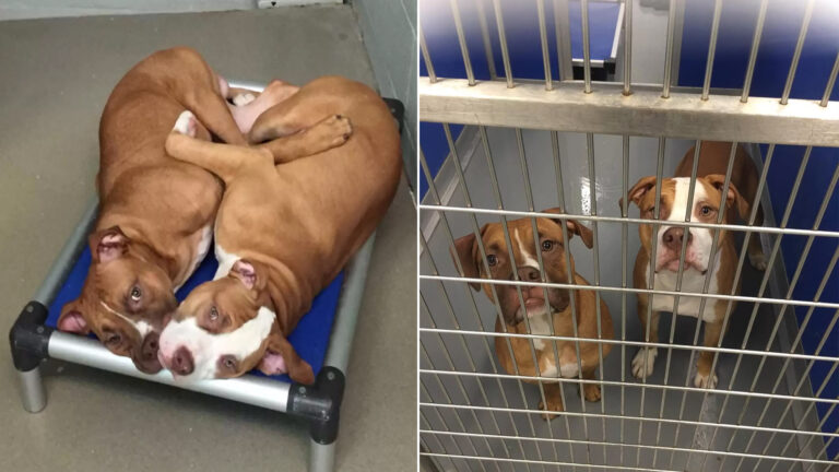 Pit Bull Brothers at Shelter Whimper When Separated