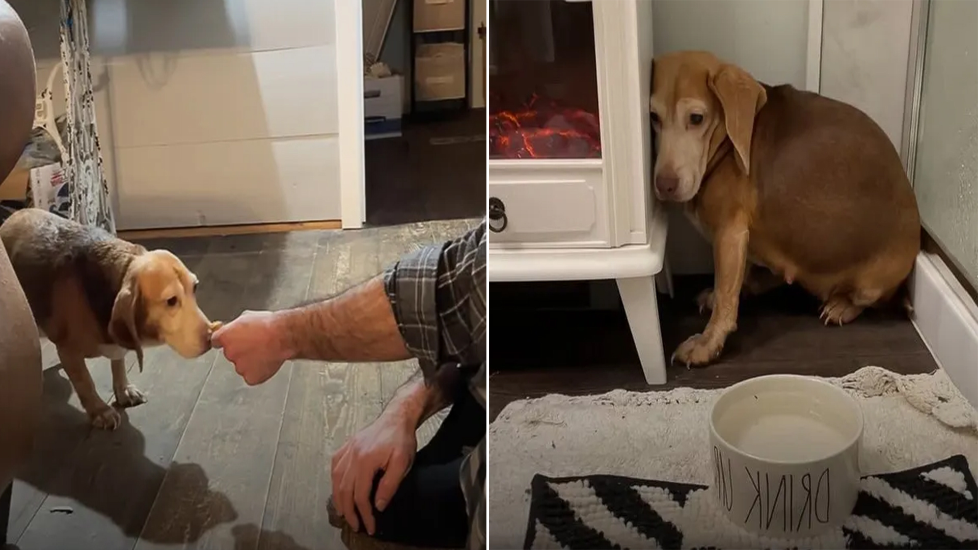 Elderly Beagle Rescued from Remote Location by Kind Couple