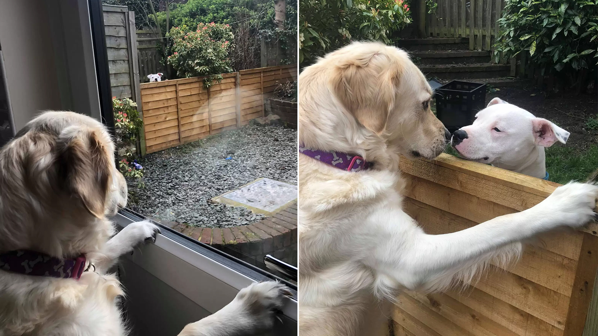 Golden Retriever Adores Neighbor’s Dog, A Tale of Puppy Love