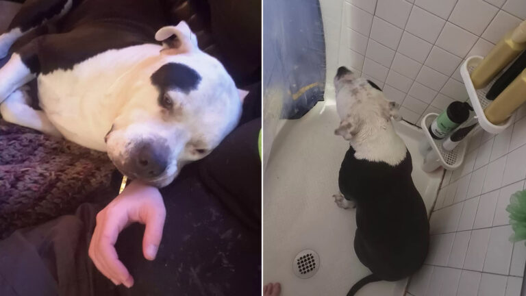 Dog Follows Expecting Mom Everywhere — Even Into The Shower