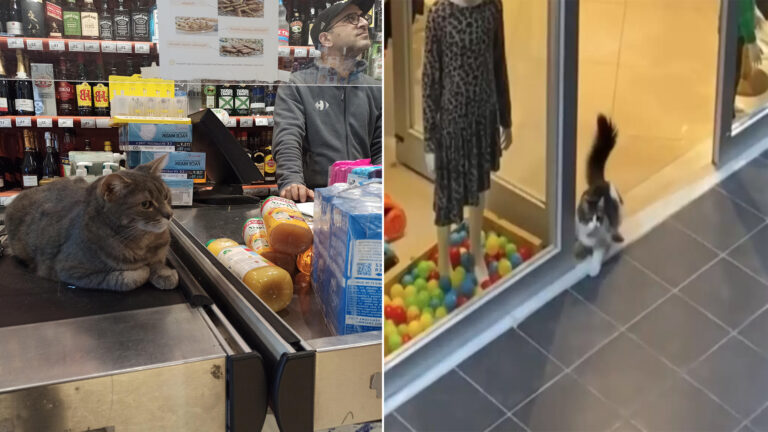 Unexpected Cat Intrigued by Store’s Beautiful Window Display