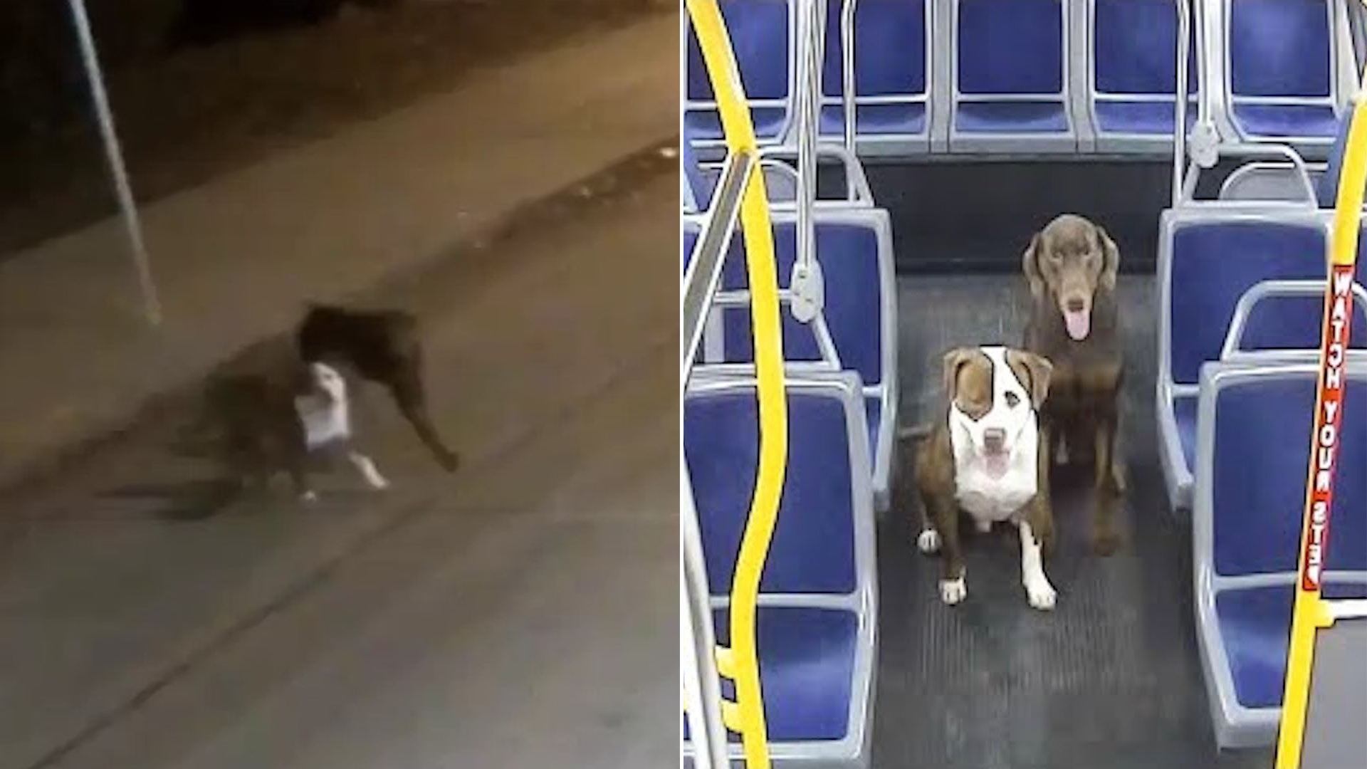 Bus Driver Assists Two Stray Dogs in Reaching Home Before Christmas