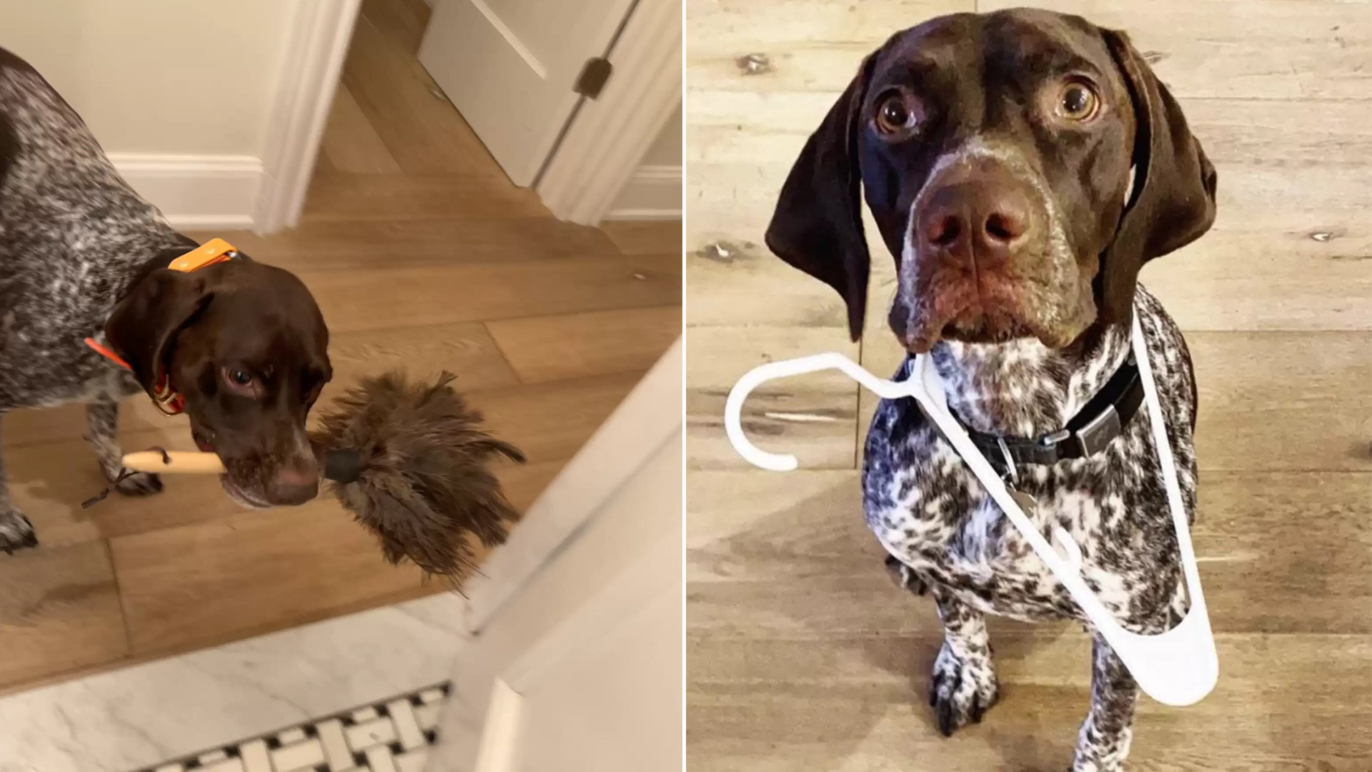 Dog Brings Mom Items He Thinks She Might Need While She’s In The Shower