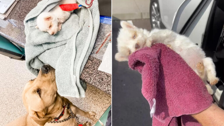 Kindhearted Giant Dog Watches Over Tiny Puppy He Rescued