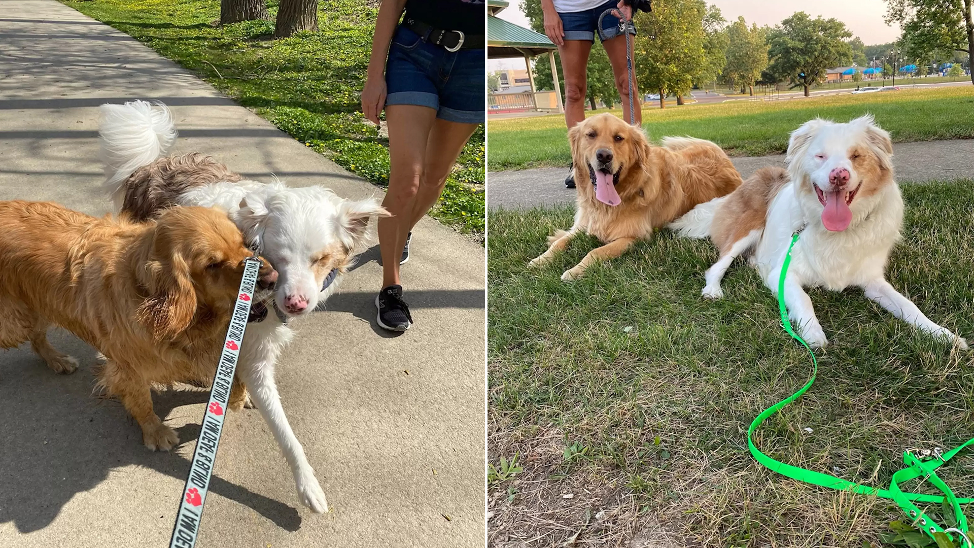 Faithful Dog Boops Deaf and Blind Friend’s Nose to Signal Presence