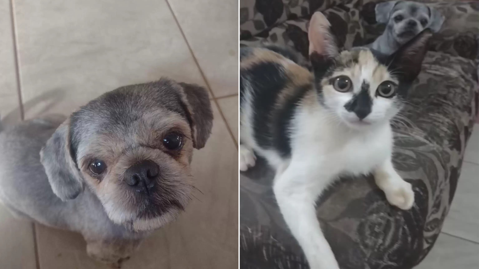 Puzzled Cat Thinks Mom Brought Home the Wrong Dog from the Groomer