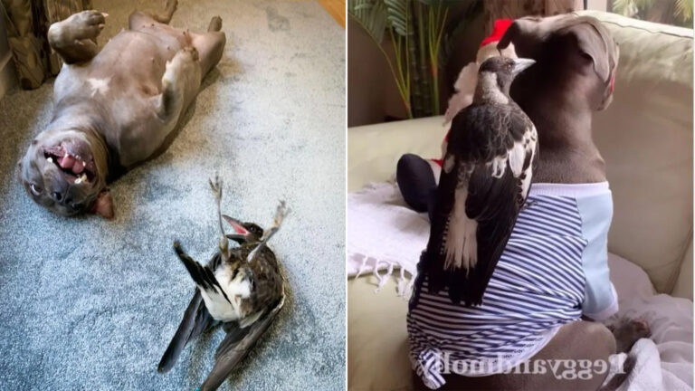 Here’s What Occurs When a Canine Encounters a Magpie