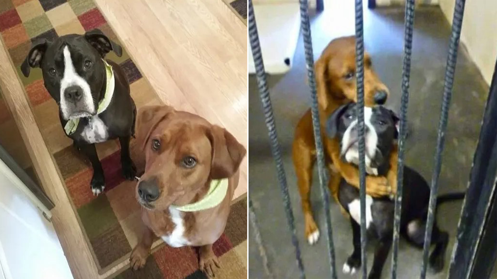 Rescued Dogs Get Second Chance Thanks to Heartwarming Photo