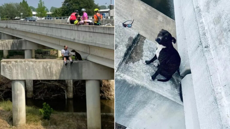 Bicyclists Rescue a Pitbull Trapped in a Perilous Situation on a Bridge