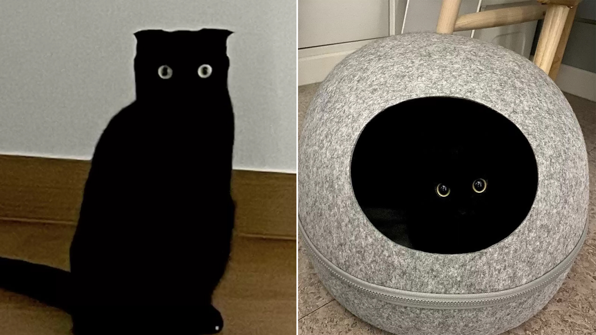 A Black Cat Crawls Into Bed And Essentially Transforms Into A Void