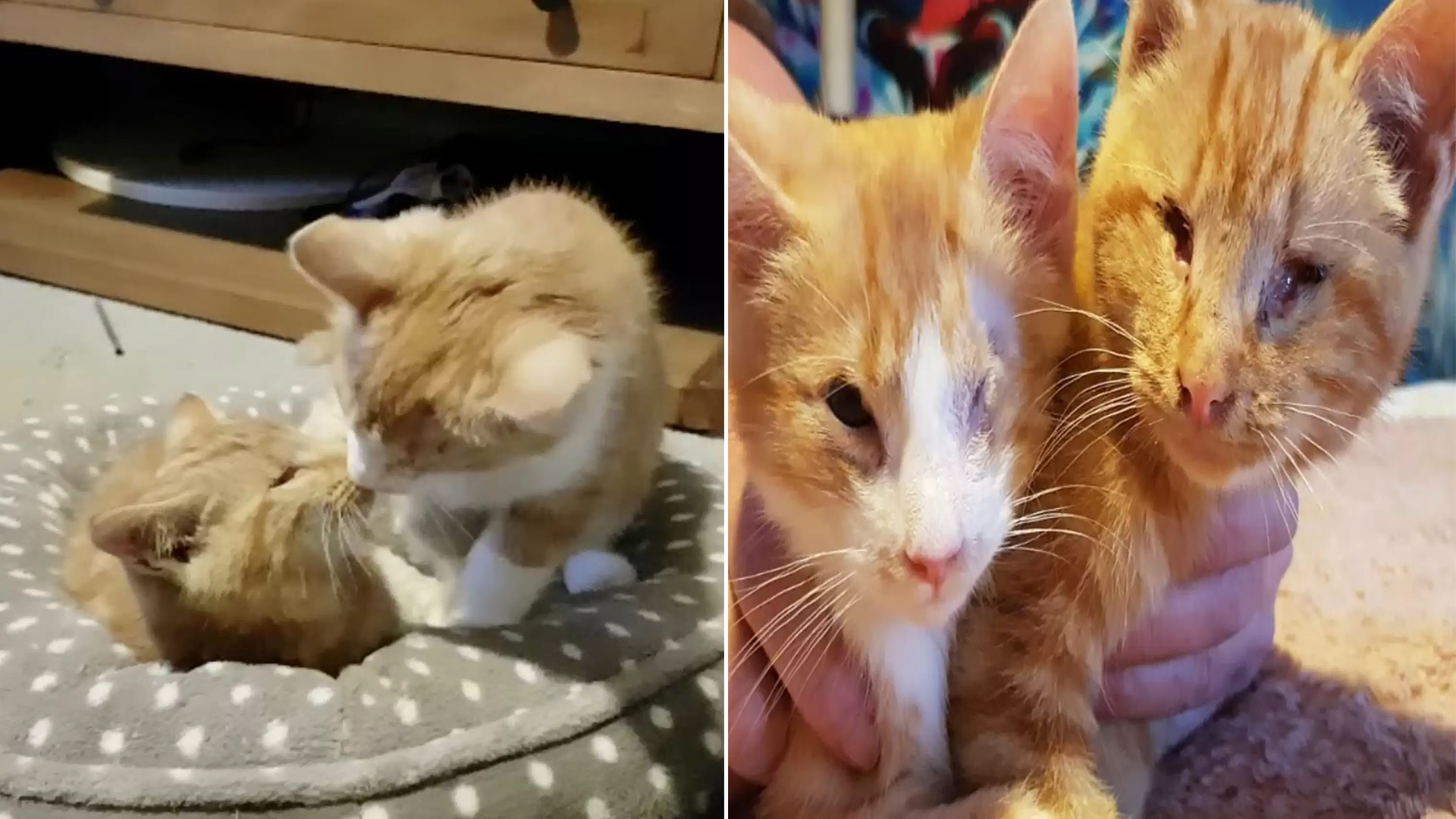 Adorable Kitten Brothers Continually Overlooked Due To Their Blindness