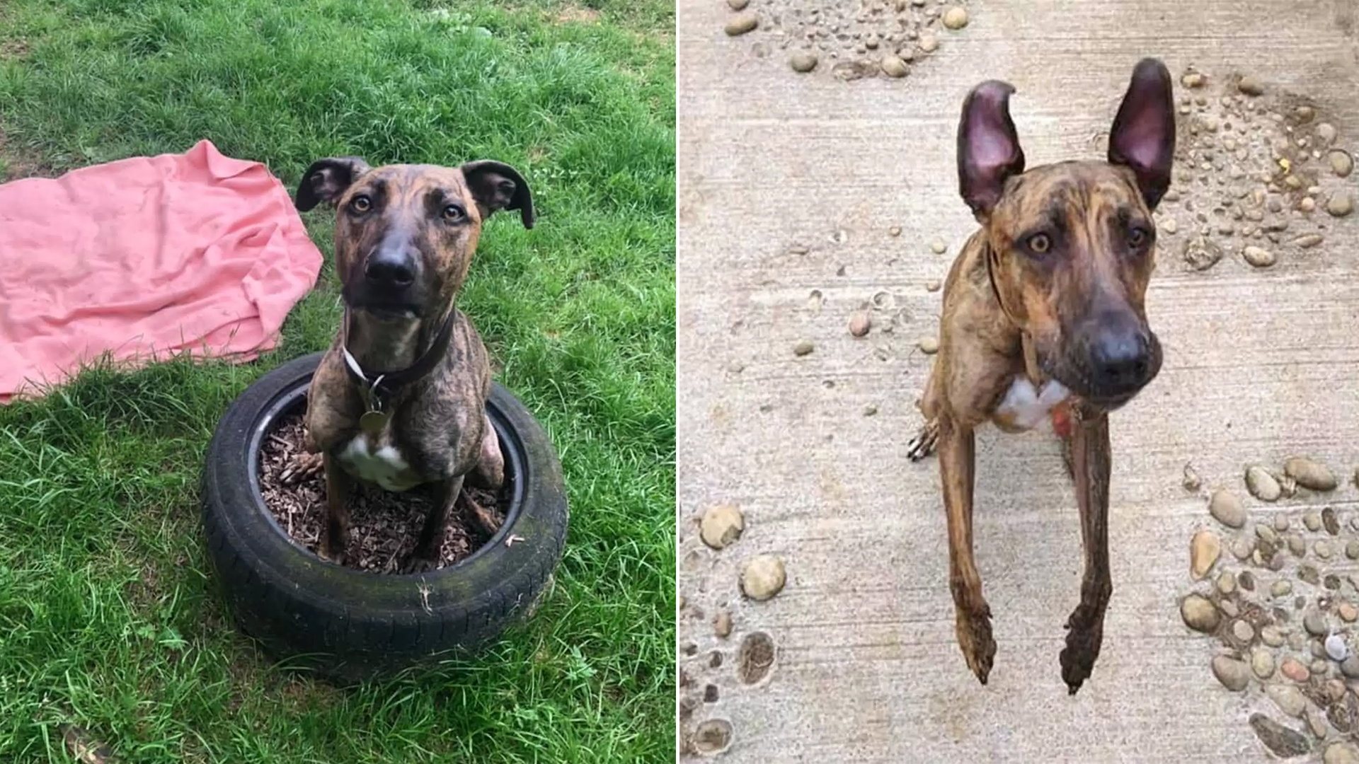 Loyal Dog Witnesses 941 Shelter Animals Find Homes While She Awaits Hers