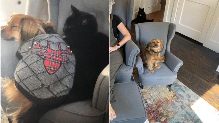 Cheerful Dog Beams After Receiving Chair Matching His Mom’s