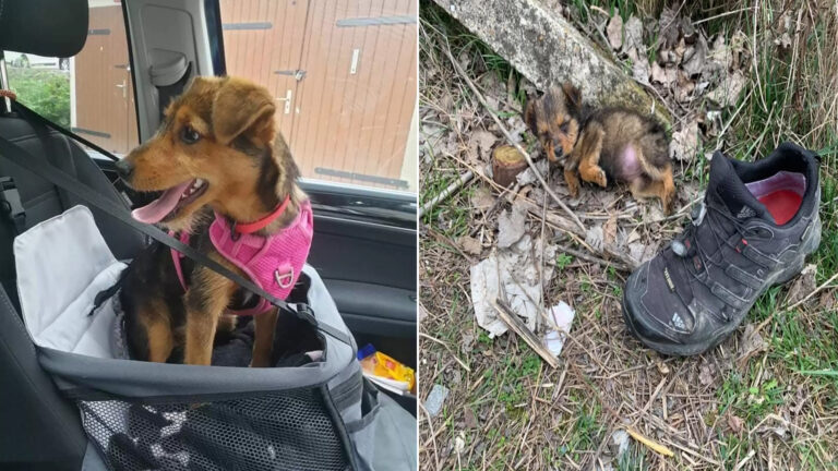 Man Discovers Puppy Using Shoe for Shelter and Grants Her a Fresh Start