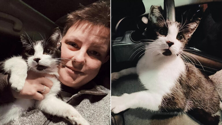 Driver Leaves Car For A Few Minutes — Returns To A Feline Surprise