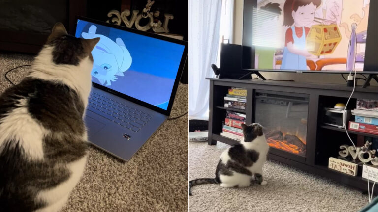 Cat’s Daily Routine Includes Requesting Morning Cartoons