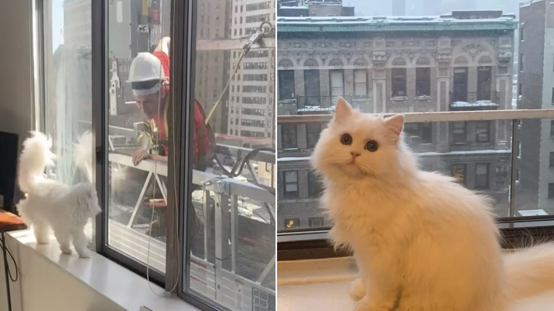 Woman Surprises Cat’s Affection for Construction Workers Outside Her Window