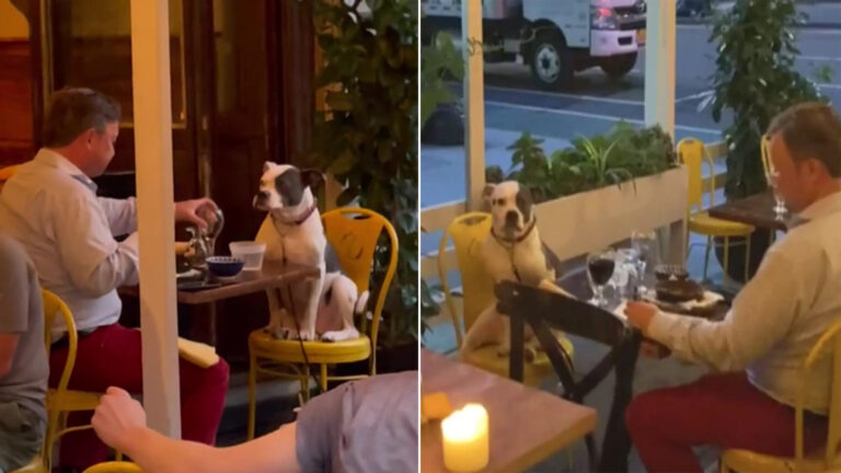 Diner Notices Heartwarming Date Between Man and His Dog