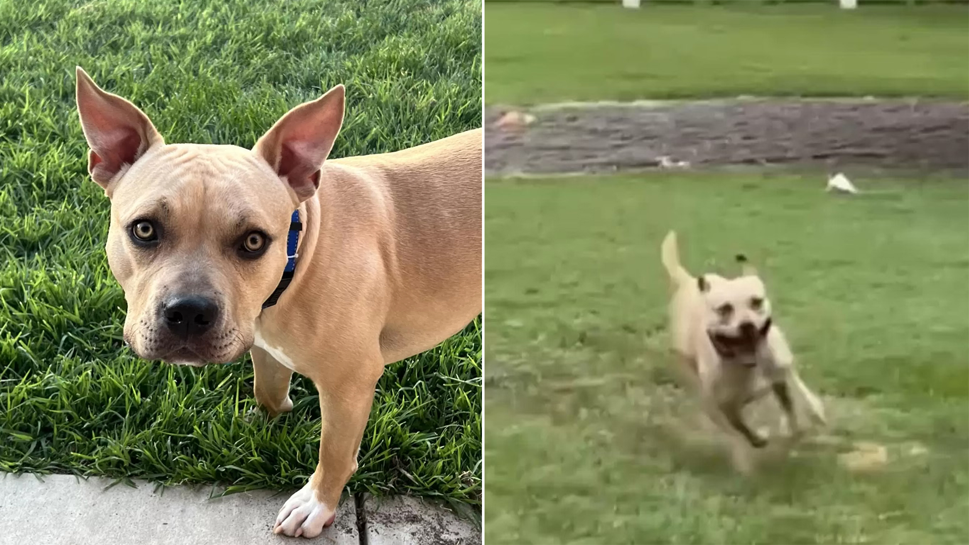 Dog Twirls Joyfully In The Rain After 175 Days In Shelter