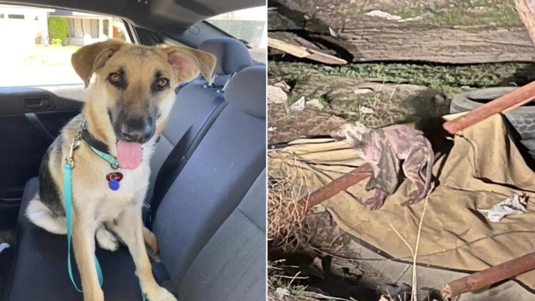 Abandoned Dog in Tattered Jacket Makes Remarkable Comeback