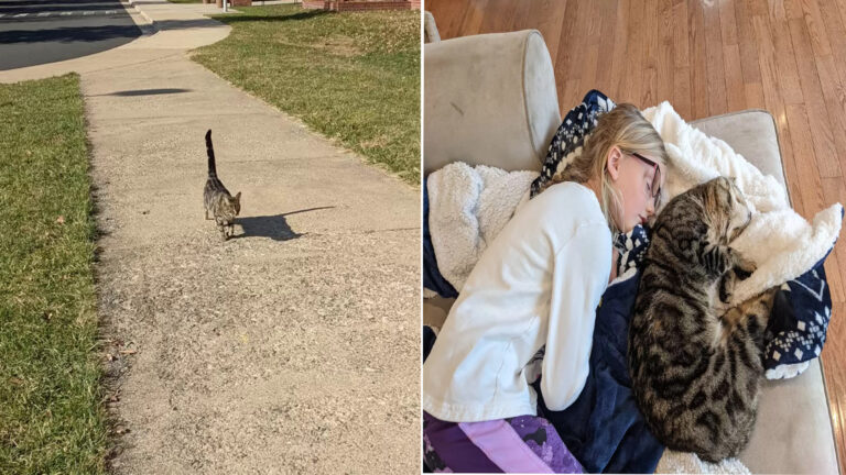 Cat Persistently Attempts to Enter School to Join Her Young Charges