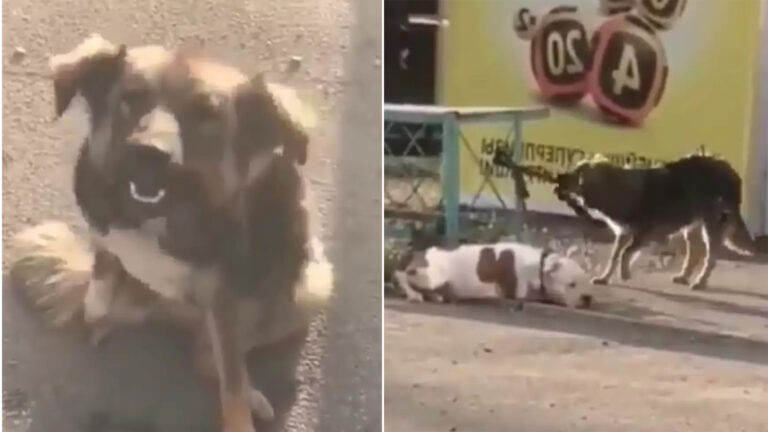 Generous Stray Pooch Spots Pup Tied Up — Acts to Set Him Free