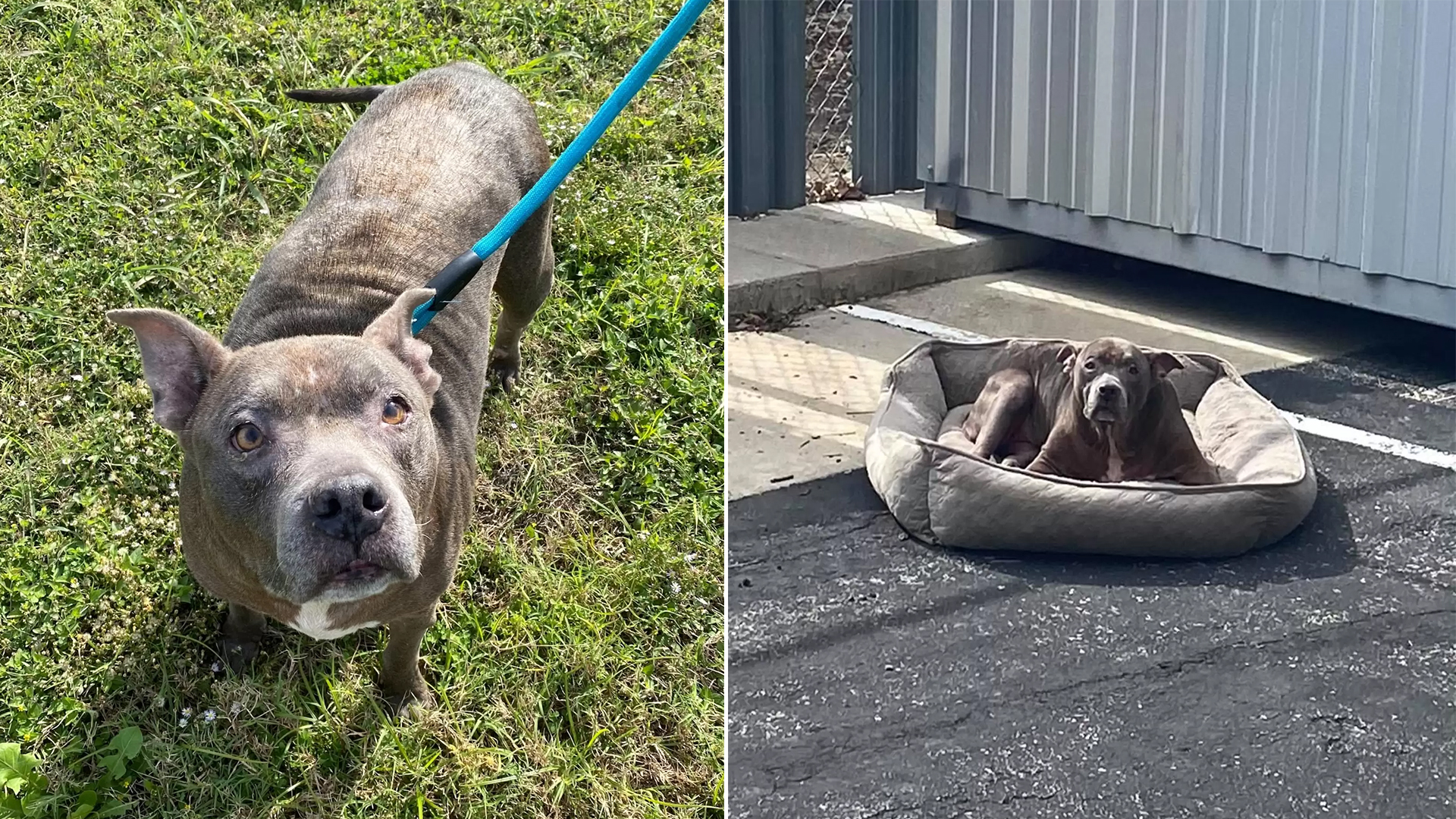 Dog Abandoned in Empty Parking Lot, Left with Nothing but Her Bed