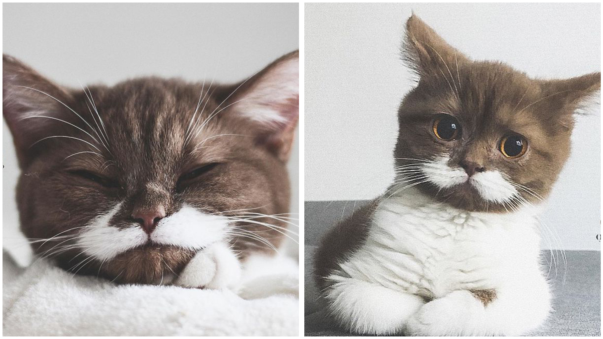 Meet Gringo, The Cat Who Has Mustached His Way Into Everyone’s Hearts!