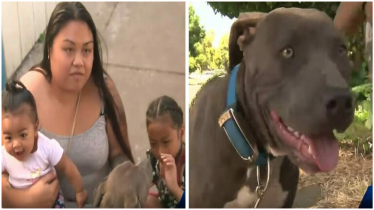 Mom Discovers Pit Bull Gently Pulling 7-Month-Old Baby By Her Diaper As The House Is Engulfed In Flames.