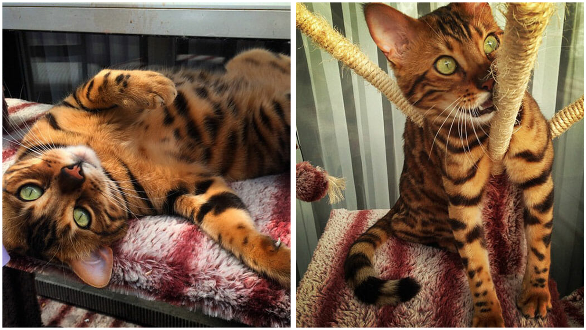 The Stunningly Gorgeous Bengal Cat Who Captures Hearts Everywhere