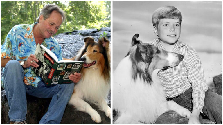 Timmy From Lassie Unveils The Untold Secrets Of TV’s Most Iconic Dog