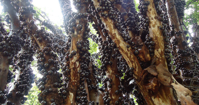 jabuticaba