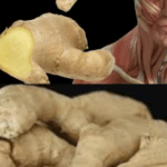 Eating Ginger