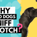Dogs Smell