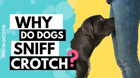 Dogs Smell